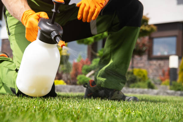 Wasp Removal Services in Buffalo, MO