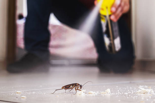 Best Termite Control Services  in Buffalo, MO
